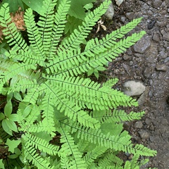 Adiantum aleuticum aleuticum