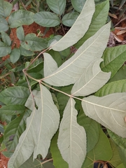 Aralia chinensis