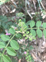 Boronia mollis