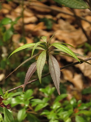 Polypsecadium solidagineum