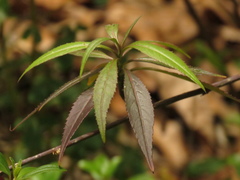 Polypsecadium solidagineum