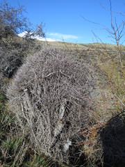 Helichrysum dimorphum