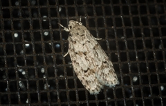 Agriophara velitata