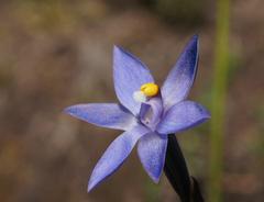 Thelymitra holmesii