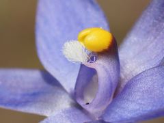 Thelymitra holmesii