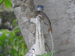 Auchenipteridae
