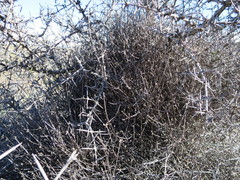 Helichrysum dimorphum