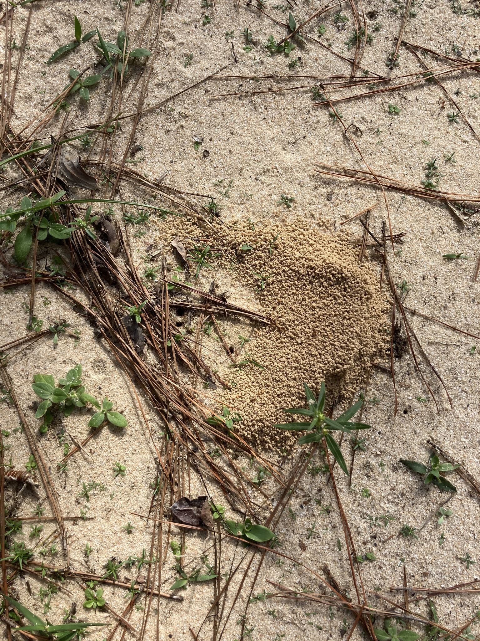 Trachymyrmex septentrionalis