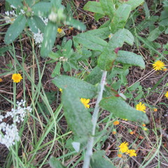 Eriogonum multiflorum