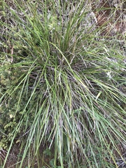 Lomandra densiflora