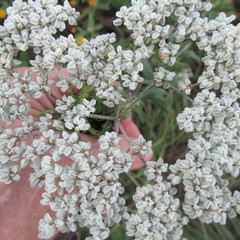 Eriogonum multiflorum