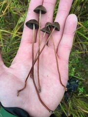 Panaeolus acuminatus