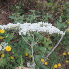 Eriogonum multiflorum
