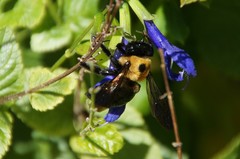 Xylocopa virginica