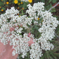 Eriogonum multiflorum