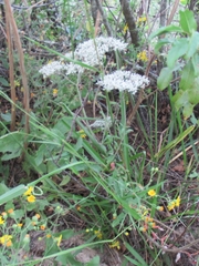 Eriogonum multiflorum