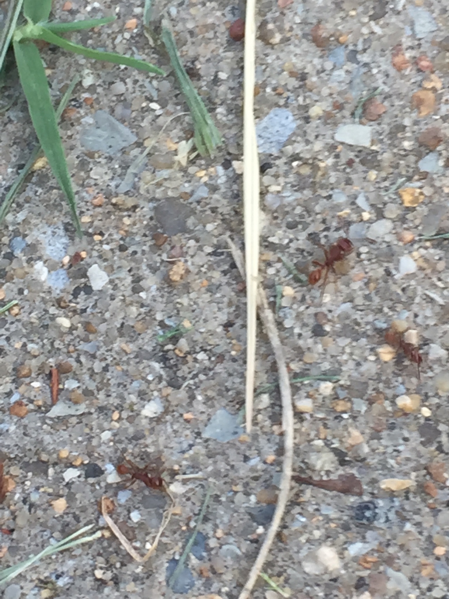 Pogonomyrmex