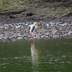 Mycteria leucocephala