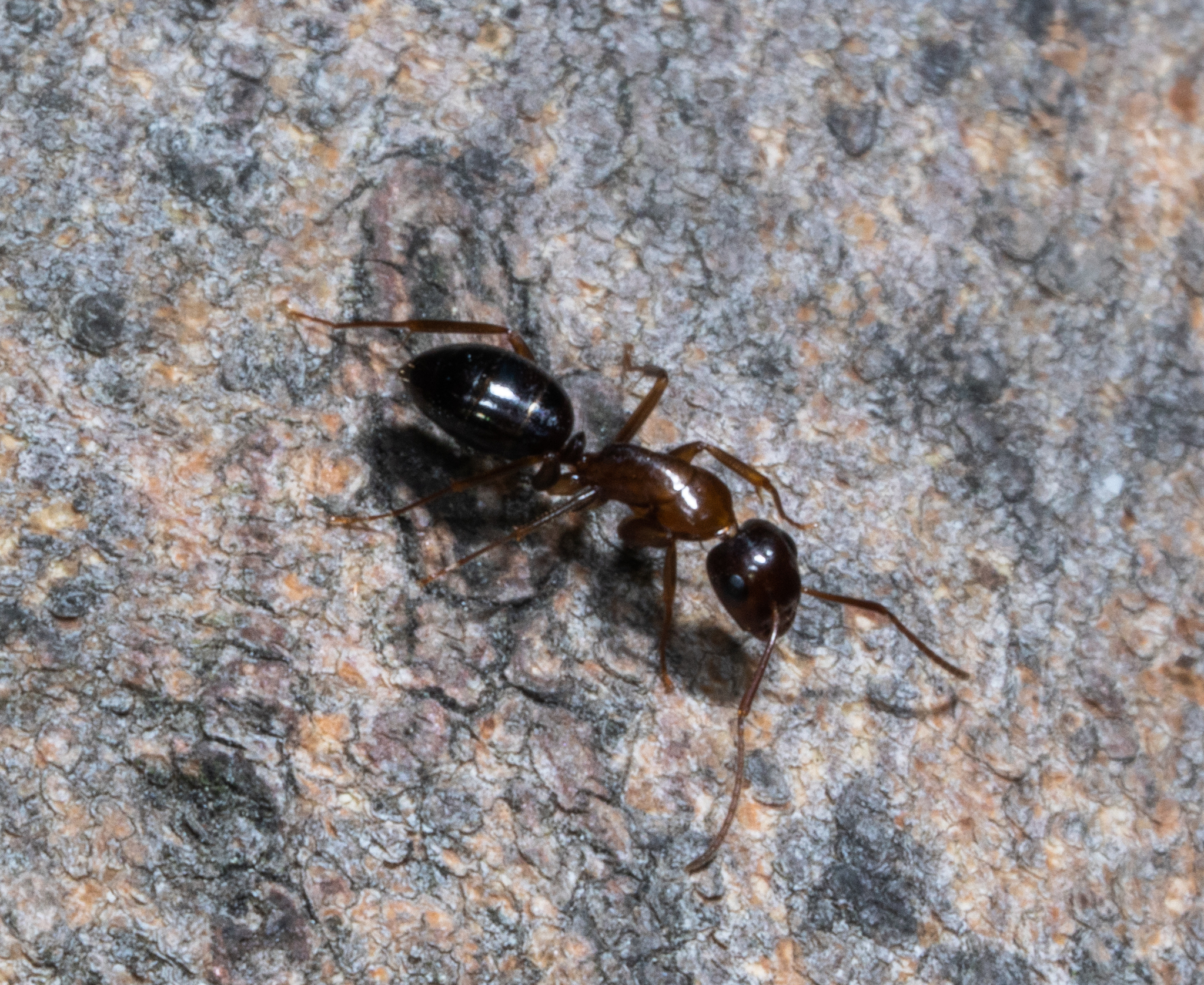 Myrmentoma