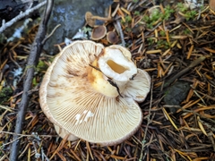 Lactarius pallescens