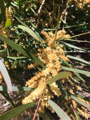 Acacia mucronata