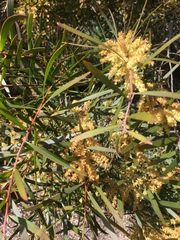 Acacia mucronata