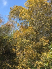 Acacia mucronata
