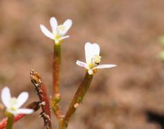 Stylidium despectum
