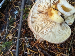 Lactarius pallescens
