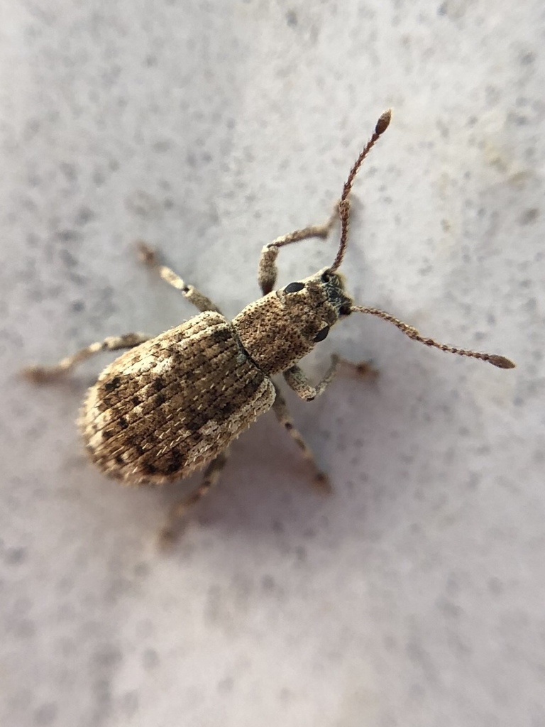 Peach Root Weevil