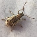 Peach Root Weevil - Photo (c) sweetone80, some rights reserved (CC BY-NC), uploaded by sweetone80