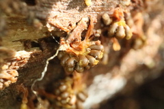 Oligonema verrucosum