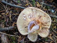 Lactarius pallescens