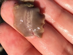 Leptoplanoidea