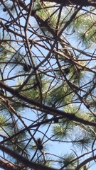 Pinus teocote