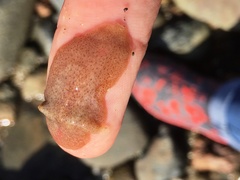 Leptoplanoidea