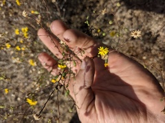 Lessingia pectinata pectinata