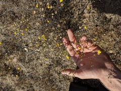 Lessingia pectinata pectinata