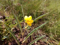 Chamaecrista flexuosa