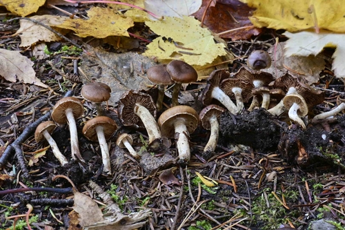 Hebeloma excedens