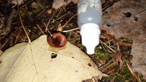 Hebeloma excedens (Photo 2 of 2)