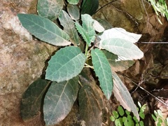 Dorstenia lindeniana