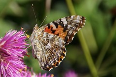 Vanessa cardui