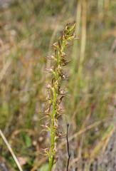 Prasophyllum maccannii
