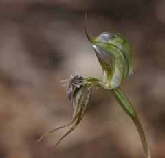 Pterostylis setifera