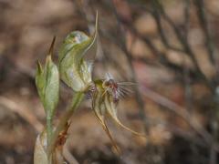 Pterostylis setifera