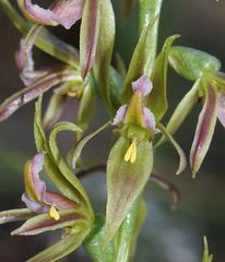 Prasophyllum maccannii