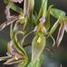 Inland Leek Orchid - Photo (c) Reiner Richter, some rights reserved (CC BY-NC), uploaded by Reiner Richter