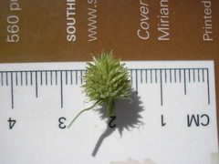Cyperus hortensis