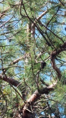 Pinus teocote